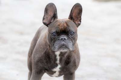 狗 法国斗牛犬 宠物 肖像 狗肖像 哺乳动物 动物 国内的 家犬