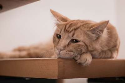 猫 美丽 可爱的 动物 白色的 画画 卡通片 文本 横幅 设计