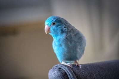 动物 Parrotlet 蓝色的 喙 羽毛 鸟 鹦鹉 小的