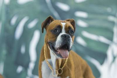 拳击手 狗 宠物 犬类 户外 伊朗 动物 马什哈德