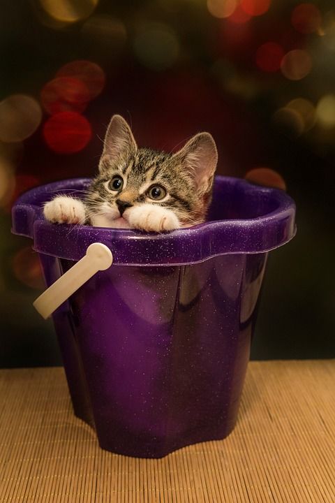宿醉 小的 鲭鱼 小猫 家猫 家畜 可爱的 猫 猫宝宝 打呵欠