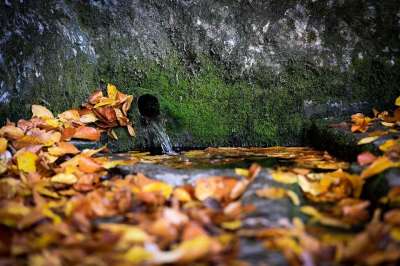 苔藓 森林 秋天 水 自然