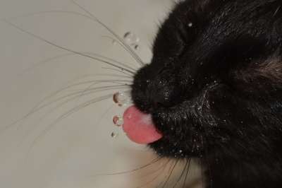 猫 水 饮用水 喝 舌头 鼻子 动物 宠物 滴水滴 滴 轻敲