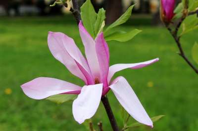 玉兰 花 盛开 春天 性质 植物