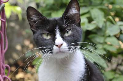 猫 黑白猫 动物 宠物 猫科动物 燕尾服猫 花园