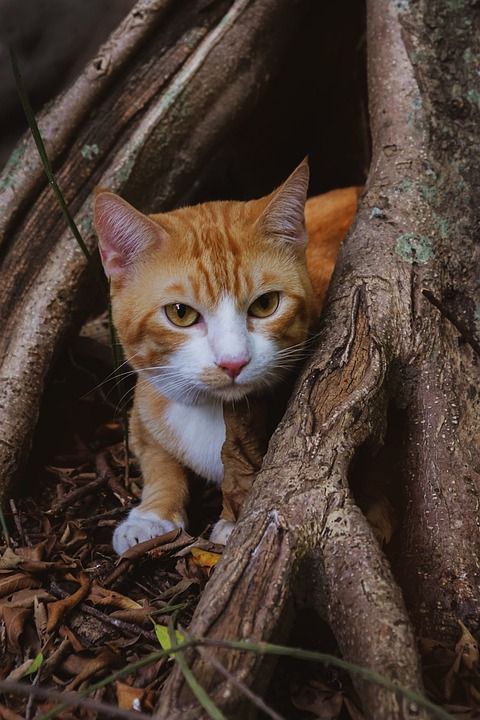 猫 美丽的 老虎 瑜伽 肖像 注意力 可爱的 动物 宠物 爱