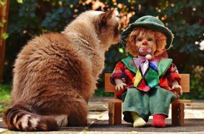 木偶 小丑 伤心 银行 猫 英国短毛猫 种族 可爱的 坐