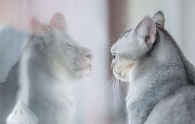 猫 狮子 镜像图像 我 自尊 心理学 自我奉献 自信心 自我价值