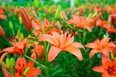 花 花园 粉红色的花 自然 夏季 春天 景观 白色的花 粉红色