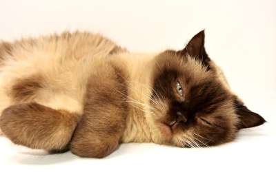 英国短毛猫 猫 家畜 英国 短发 家猫 纯种 野生动物 品种猫