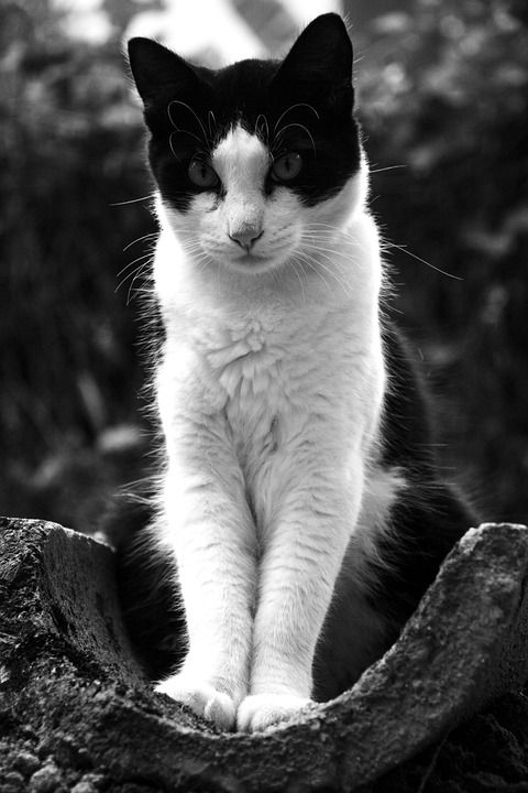 猫 宠物 Meaw 蝙蝠侠 小猫 动物