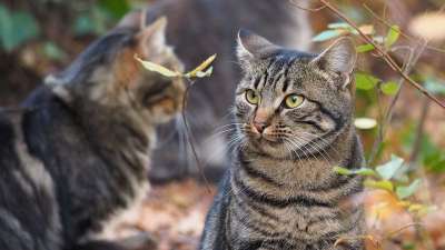 动物 猫科动物 猫 条纹