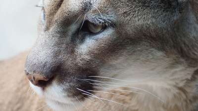 山狮 猫 山 狮子 猫科动物 彪马 美洲狮 动物 野生动物