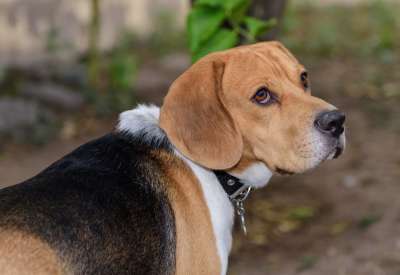 注意力 比格犬 小狗 朋友 吉祥物 狗 动物 亲热 可爱