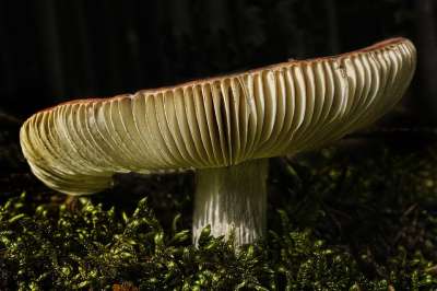 蘑菇 森林 苔藓 森林地面 秋天的太阳 关闭 立秋