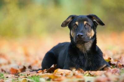 动物王国 性质 户外 可爱的 牧羊犬 小狗 秋季