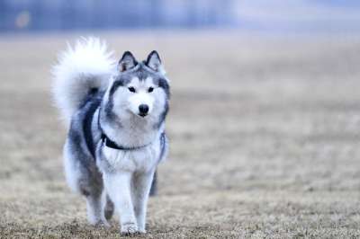 狗 动物 哺乳动物 犬科