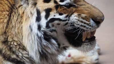 老虎 虎脸 肖像 猫 动物 脸 大 荒野 野生动物 食肉动物