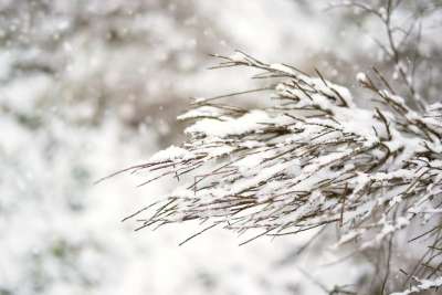 冬天 雪 下雪的 十二月 一月 白色的 寒冷的 分行 分支