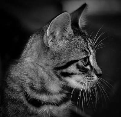 小猫 黑色的 白色的 猫 可爱的 国内的 动物 宠物 猫科动物