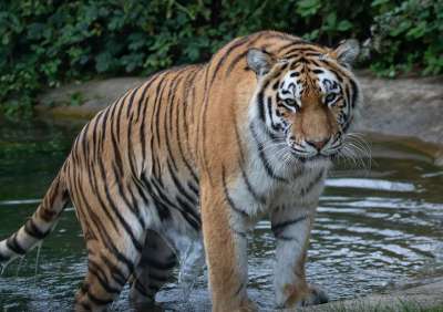 老虎 野生动物 捕食者 猎人 自然 动物 危险的 条纹 猫 兽