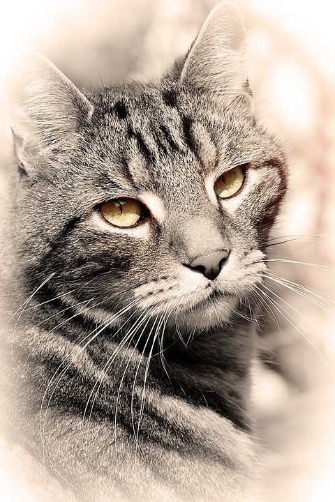 猫 动物 家猫 家畜 亲爱的 鲭鱼 猫眼 哺乳动物 生物 自然