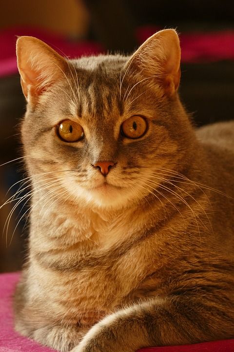 猫 家畜 猫眼 家猫 可爱的猫咪 动物 哺乳动物 猫脸 亲爱的