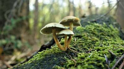 蘑菇 秋季 魔术 林 树木 植物 树干 潮湿 苔藓 菌类