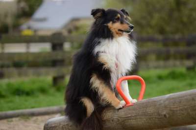设得兰群岛牧羊犬 狗 跷跷板 高野 宠物 动物 家犬 犬类