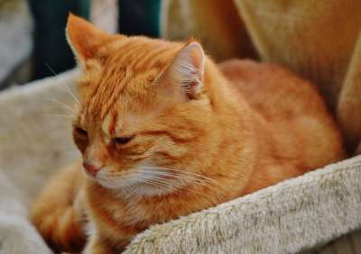猫 宿醉 红色的 可爱的 鲭鱼 老虎 舒适 动物 家猫 毛皮