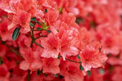 映山红 花 盛开 明亮的 灌木 杜鹃 Calendulaceum