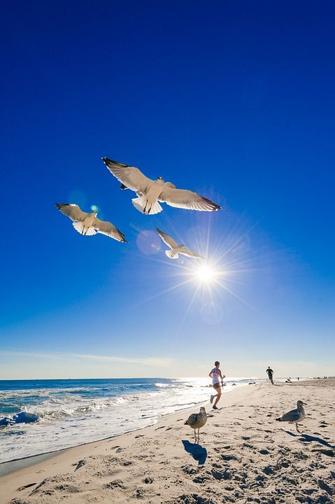 海洋 海滩 海鸥 水 海 沙 天空 夏天 旅行 假期 蓝色的