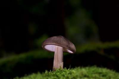 蘑菇 光盘真菌 森林 苔藓 森林地面 落下 自然 真菌科学 关闭