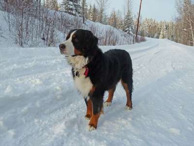 伯尔尼 山 狗 等待 自然 犬类 宠物 人性化 动物 注意在