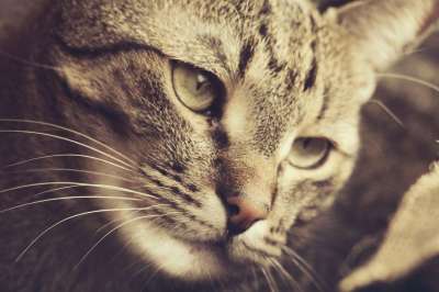 背景 猫 手表 胡子 国内的猫 平静的 小猫 我最喜欢的 虎斑猫