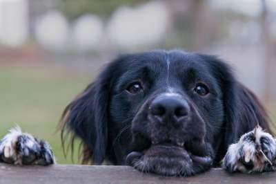 狗 斯塔比猎犬 户外 斯塔比洪 斯塔比 宠物 动物 哺乳动物