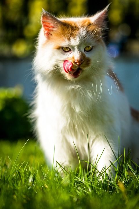 猫 在狗窝 动物 家 小猫 宠物 看 猫科动物 国内的动物