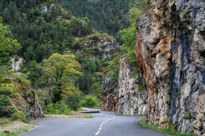 峡谷Du塔恩 路 岩 树 景观 森林 场