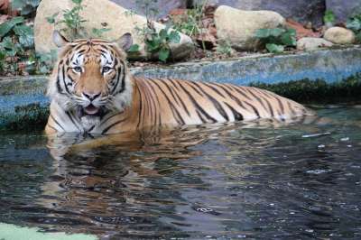 老虎 动物 野生动物 猫 自然 哺乳动物 动物园