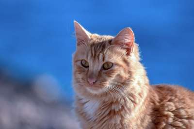 猫 可爱的 小猫 动物 猫科动物 甜的 基蒂 年轻 肖像