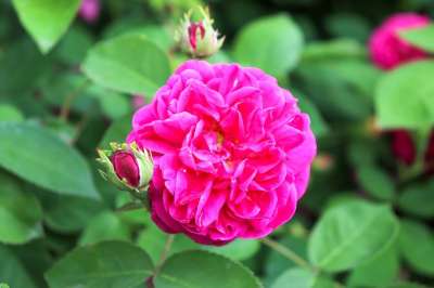 玫瑰 宏 颜色 花 盛开 粉色的 玫瑰花 花园 门票 粉红玫瑰