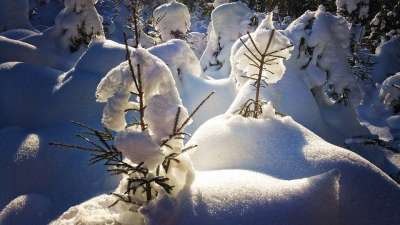 森林 雪 冬天