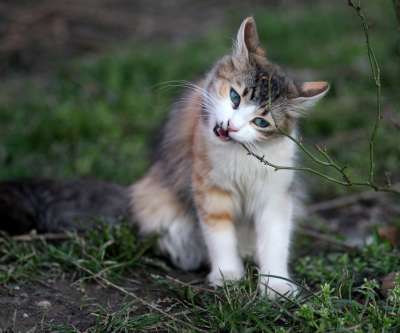 那只猫 有色 猫似的 动物 可爱的 美丽 看