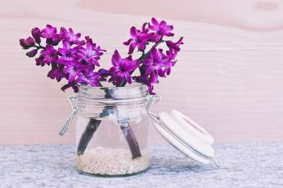 风信子 花 开花 粉色的 香花 春天的花朵 玻璃 花瓶 装饰玻璃