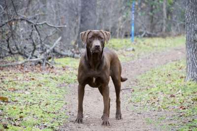 狗 猎犬 拉布拉多犬 实验室 动物 宠物 犬类 哺乳动物 女性