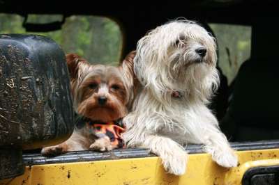 小狗 车 看着 犬类 朋友们 车辆 旅行 骑 驾驶 狗