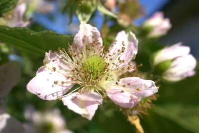 黑莓 开花 浆果 植物 白色的 夏天 黑莓花 绿色 水果 荆棘