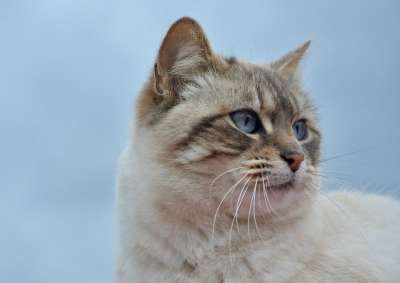 猫 猫Nala 肖像简介 小胡子 蓝眼睛 可爱 动物 哺乳动物