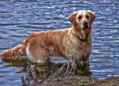 狗 水 金的 猎犬 动物 宠物 犬类 河 蓝色河 蓝色的宠物