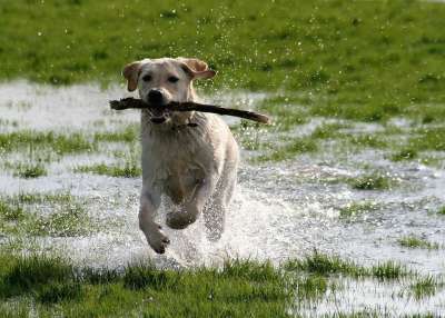 狗 拉布拉多犬 玩 水